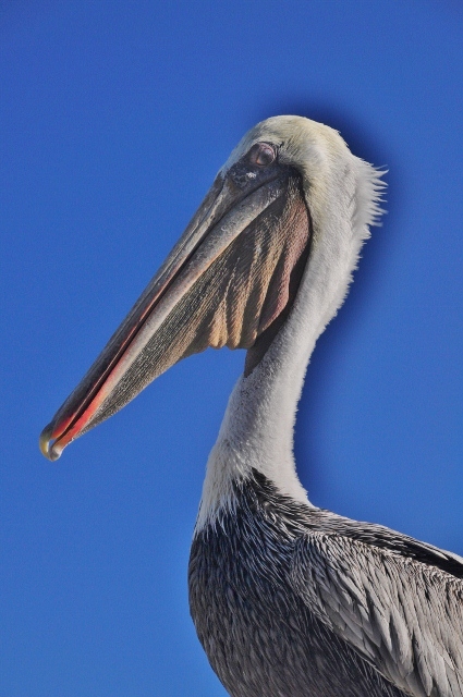 Pelican at Port San Luis